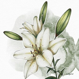 Белые лилии. Ботаника