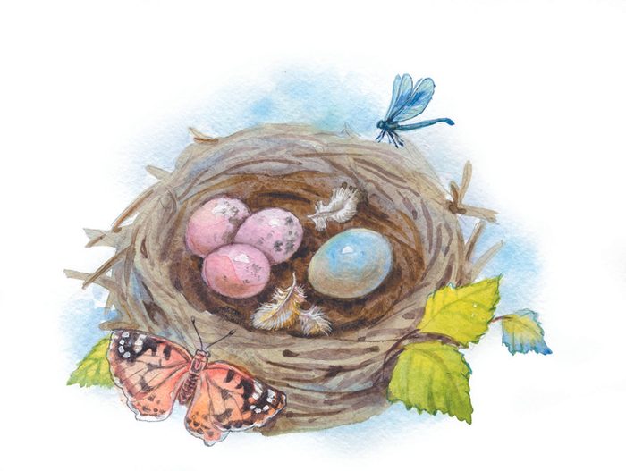 гнездо пеночки-пересмешки