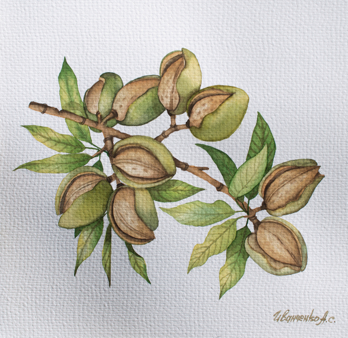 Акварель Ветка ореха миндаля