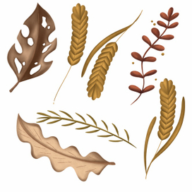 Цветочные элементы. Ботаническая иллюстрация