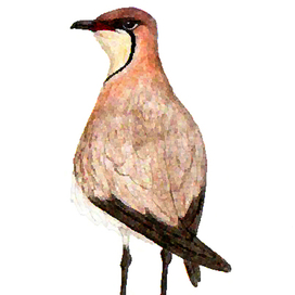 Степная тиркушка