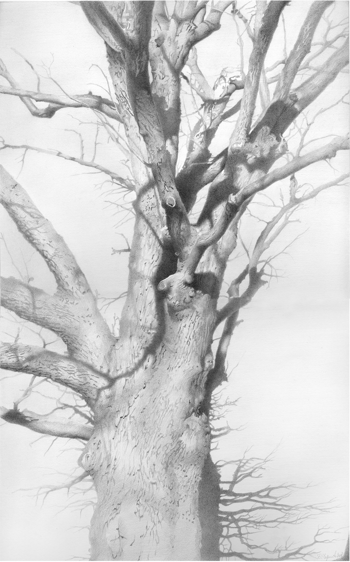 Дуб в парке