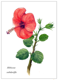 Гибискус (ботаническая иллюстрация)