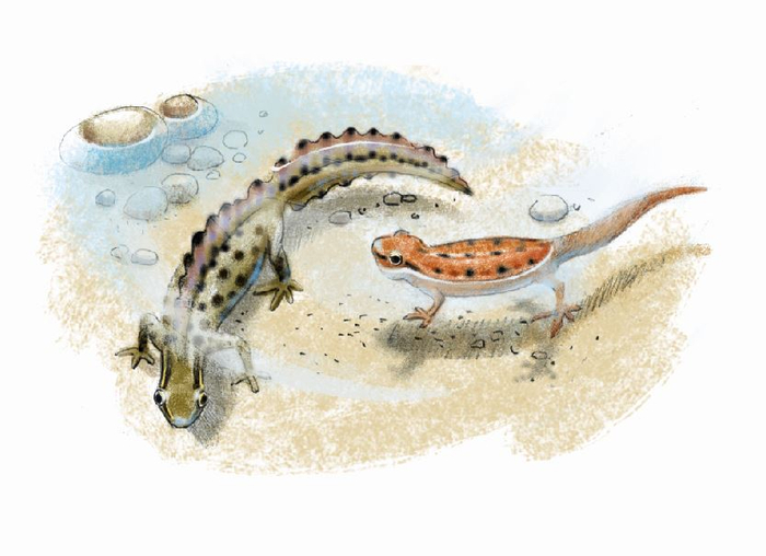 Тритончики