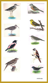 "Энциклопедия",Птицы.