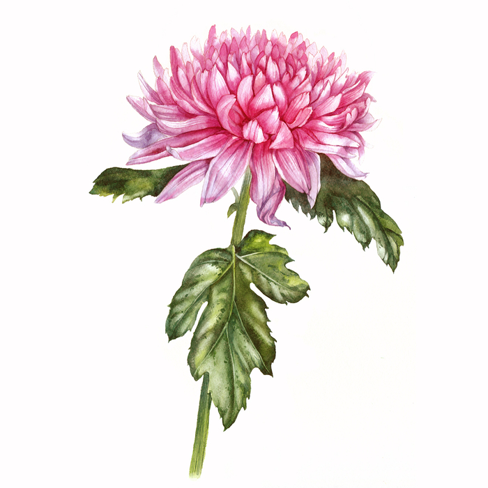 Хризантема