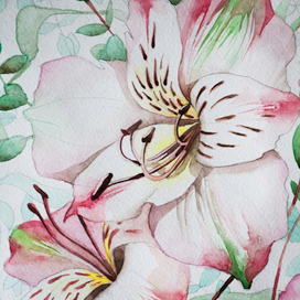 Альстромерии