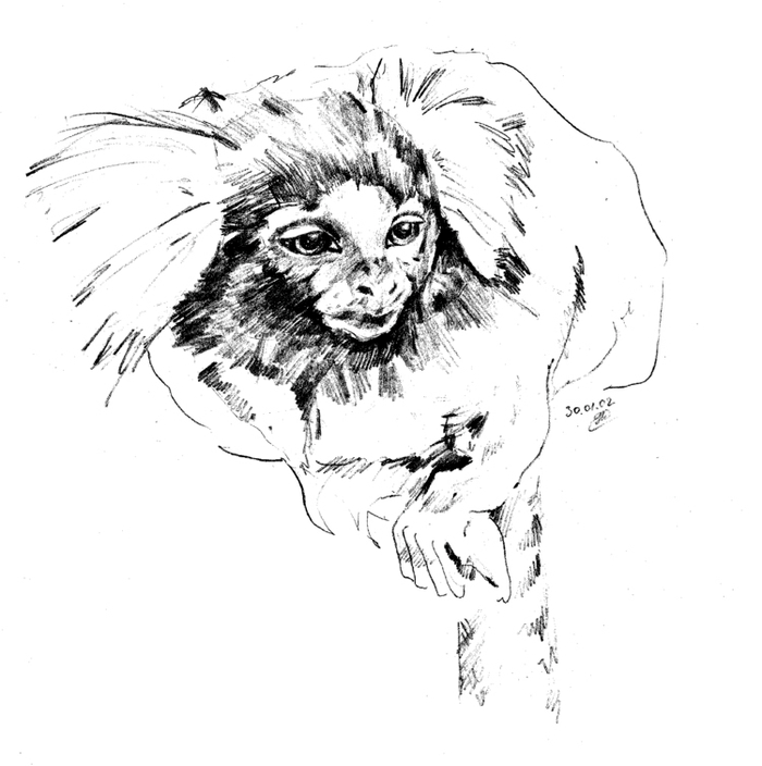 Год обезьяны. Игрунка обыкновенная