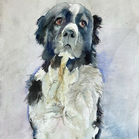 Алабай. Портрет собаки