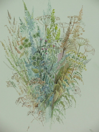 Полевые цветы