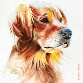 Золотистый ретривер