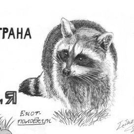 Енот-полоскун (2)