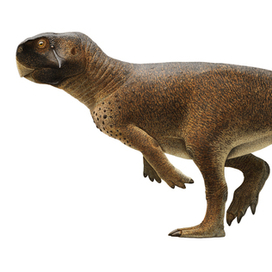 Psittacosaurus