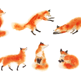 Горстка лисичек-хитричек