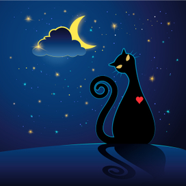 Night cat