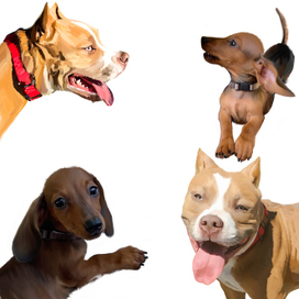 Рисунок собак различных пород