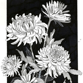 Хризантемы