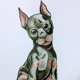 Щенок добермана