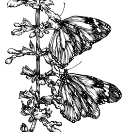 Бабочки