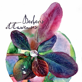 Барбарис оттавский