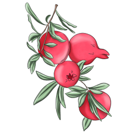 Ветка граната 