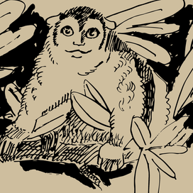 Иллюстрации для книги Дж. Даррелла