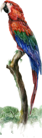 "Red-blue macaw"