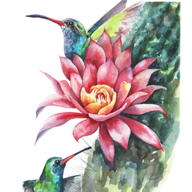 Кактус и колибри