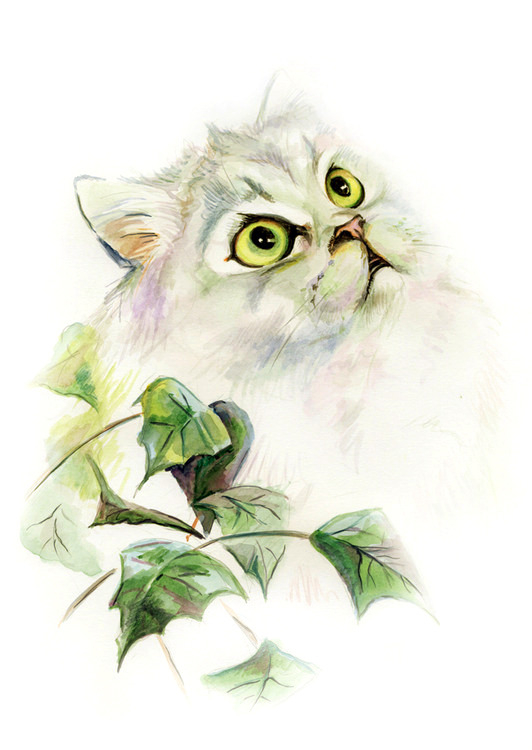 Роза шиншилла