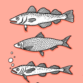 рыбы белого моря