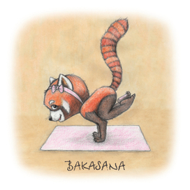 Красная панда. Бакасана - поза журавля.