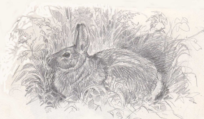 Братец Кролик