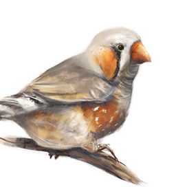 Австралийские твари -1