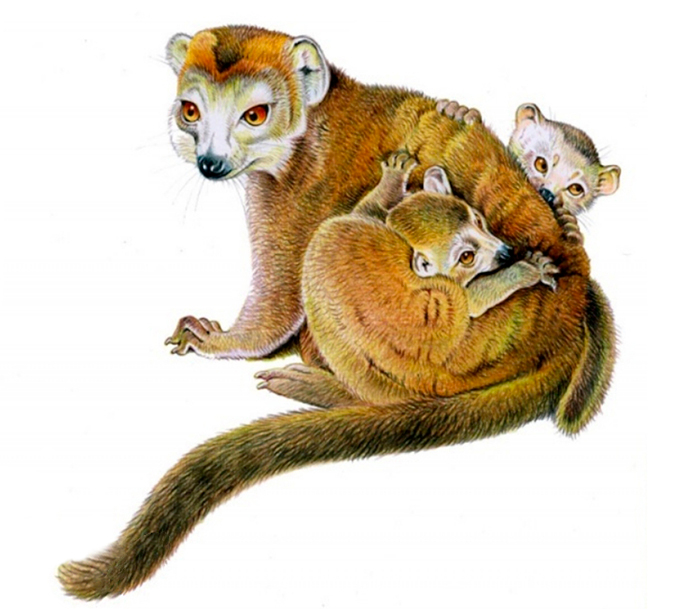 Черный лемур