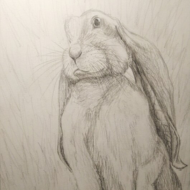 "Зайчик вислоухий"