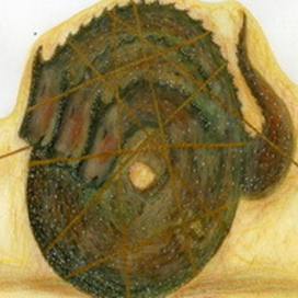 заставка,"Укрощения Змея-Горыныча"