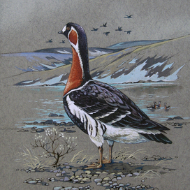 "Краснозобая казарка"  оформление монеты серии " Красная книга СССР"