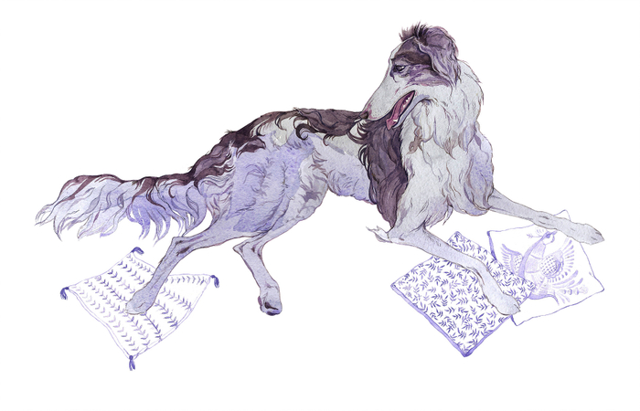 Шелковистый виндхаунд