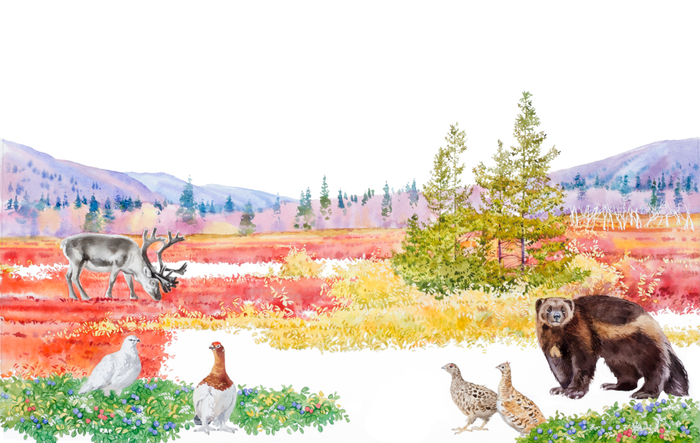 Лесотундра