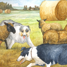 Пастушьи овчарки
