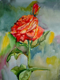 Садовая роза