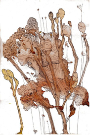 разнотравье осеннее 