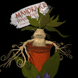 Mandrake