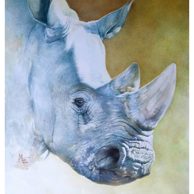 White Rhino (rhinoceros)