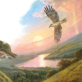 Молодой ястреб