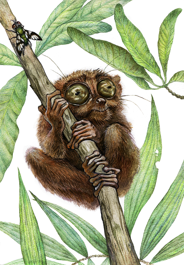 Долгопят Григорий