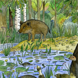 Заросшее озеро