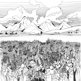 Люпиновое поле