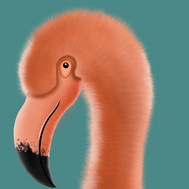 Flamingos