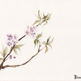 Цветущая ветка